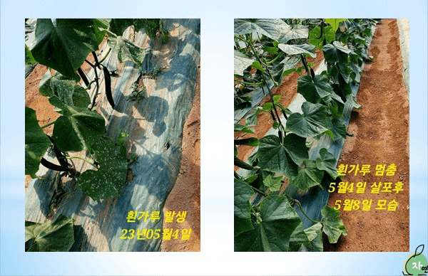 김둘점님의 장터 판매 상품 [2080몰약보르도 10L] 첨부 사진