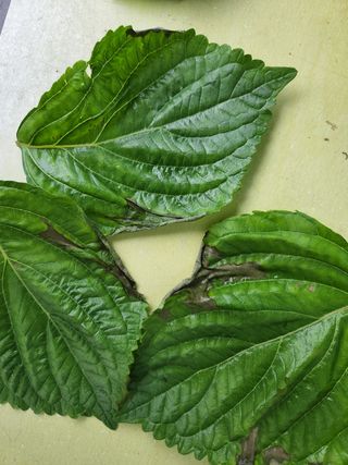 한재희님의 들깨 · 병해충상담 작성글 사진