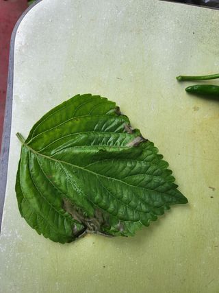 한재희님의 들깨 · 병해충상담 작성글 사진