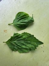 팜모닝 들깨·병해충상담 게시글 이미지