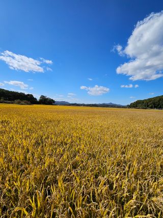 원머루 강낙도님의 [팜춘문예] 짧은 시 쓰기 · 참여글 작성글 사진