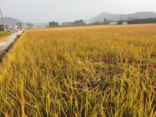 김광섭님의 [팜춘문예] 짧은 시 쓰기 · 참여글 작성글 사진