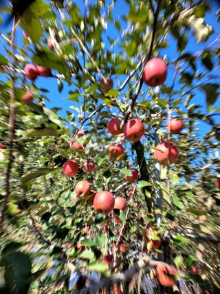 산신님의 사과 · 일상 작성글 사진