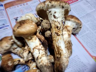 산신님의 사과 · 일상 작성글 사진