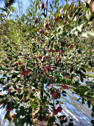 산신님의 사과 · 일상 작성글 사진