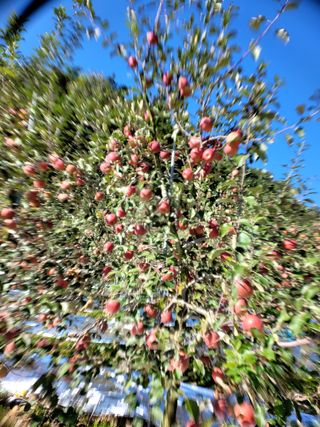 산신님의 사과 · 일상 작성글 사진