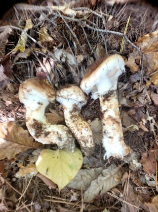 산신님의 사과 · 일상 작성글 사진