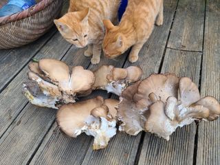 삼정농원님의 [팜춘문예] 짧은 시 쓰기 · 참여글 작성글 사진