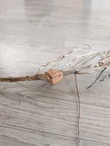 팜모닝 콩·병해충상담 게시글 이미지