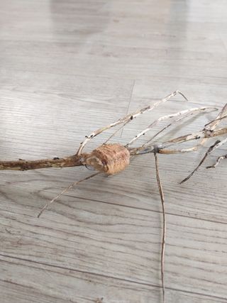 심무재 님의 콩 · 병해충상담 작성글 사진