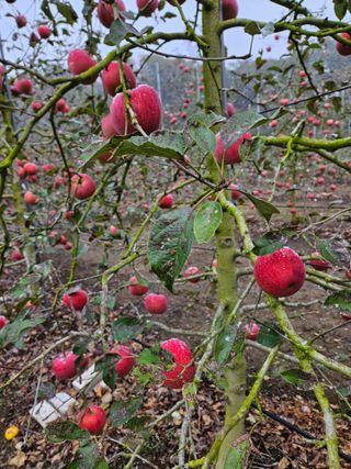 스마일님의 [팜춘문예] 짧은 시 쓰기 · 참여글 작성글 사진