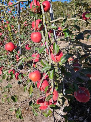 스마일님의 [팜춘문예] 짧은 시 쓰기 · 참여글 작성글 사진