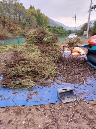 류남열님의 들깨 · 영농일지 작성글 사진