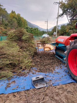 류남열님의 들깨 · 영농일지 작성글 사진