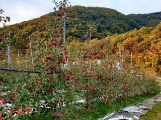 김인태님의 사과 · 수확 작성글 사진