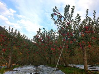 김인태님의 사과 · 수확 작성글 사진