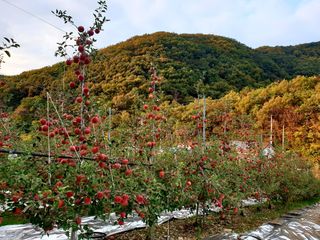 김인태님의 사과 · 수확 작성글 사진