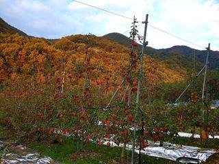 김인태님의 사과 · 수확 작성글 사진