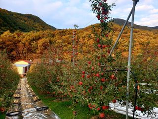 김인태님의 사과 · 수확 작성글 사진