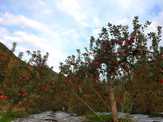 김인태님의 사과 · 수확 작성글 사진