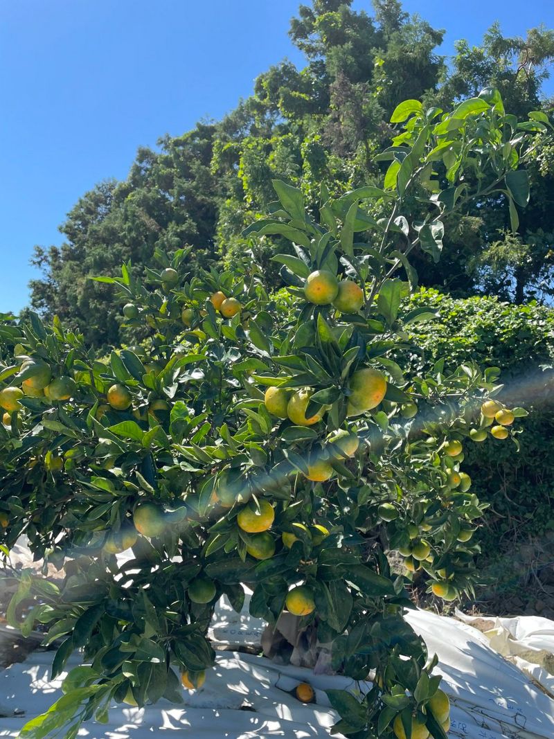 귤이랑님의 장터 판매 상품 [💛주문 마감 💛🍊제주감귤 신품종 유라실생 타이벡 귤🍊] 첨부 사진