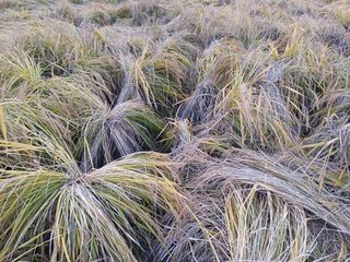 한재승님의 벼 · 영농일지 작성글 사진