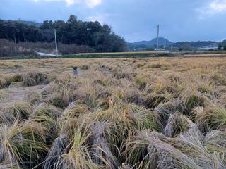 한재승님의 벼 · 영농일지 작성글 사진