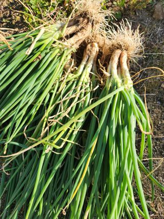 고영희님의 [팜춘문예] 짧은 시 쓰기 · 참여글 작성글 사진