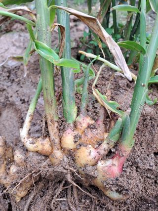 좋은인연님의 [팜춘문예] 짧은 시 쓰기 · 참여글 작성글 사진