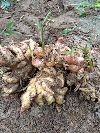 좋은인연님의 [팜춘문예] 짧은 시 쓰기 · 참여글 작성글 사진