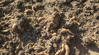 우리님의 기타작물 · 영농일지 작성글 사진