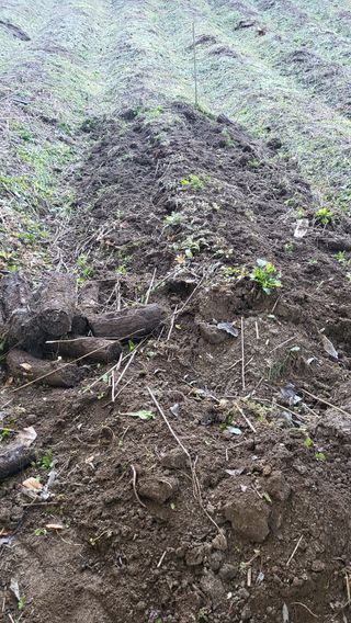 우리님의 기타작물 · 영농일지 작성글 사진