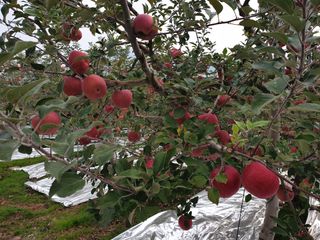 한길농원님의 사과 · 영농일지 작성글 사진
