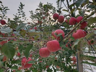 한길농원님의 사과 · 영농일지 작성글 사진