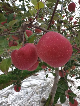 한길농원님의 사과 · 영농일지 작성글 사진