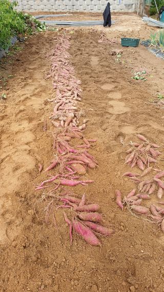 Yejak님의 [팜춘문예] 짧은 시 쓰기 · 참여글 작성글 사진