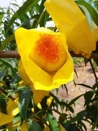 이명신님의 [팜춘문예] 짧은 시 쓰기 · 참여글 작성글 사진