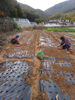 삼성농산님의 자유주제 · 자유게시판 작성글 사진