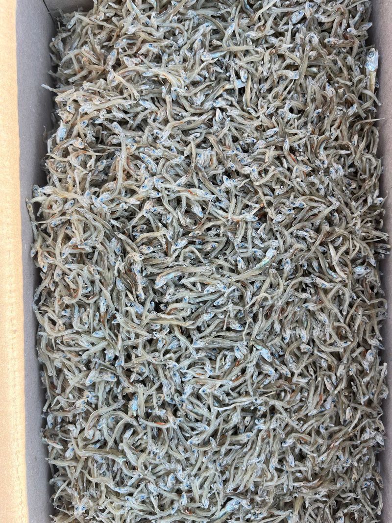 목포 물좋은수산님의 장터 판매 상품 [햇지리(지가리) 멸치] 첨부 사진