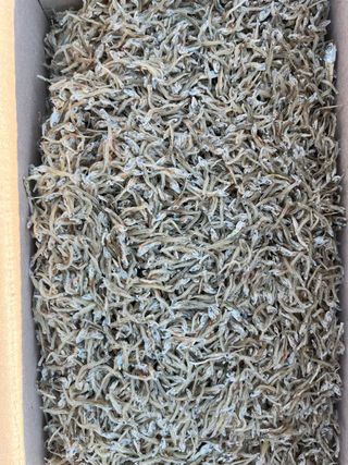 목포 물좋은수산님의 작성글 사진