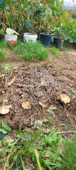 살구15128님의 감자 · 영농일지 작성글 사진