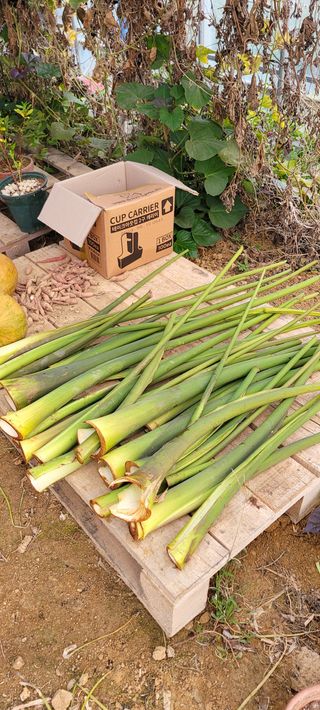 살구15128님의 감자 · 영농일지 작성글 사진