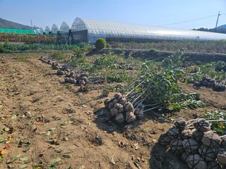 일심묘목농원님의 기타작물 · 자유게시판 작성글 사진