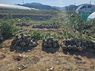 일심묘목농원님의 기타작물 · 자유게시판 작성글 사진