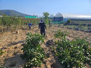 일심묘목농원님의 기타작물 · 자유게시판 작성글 사진