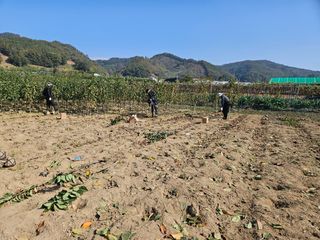 일심묘목농원님의 기타작물 · 자유게시판 작성글 사진