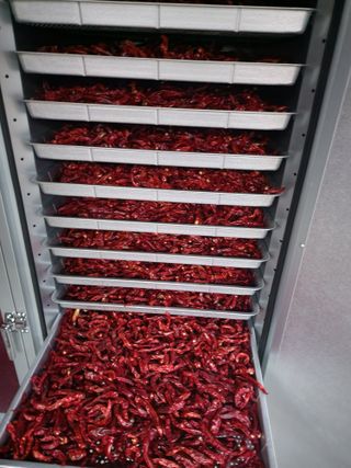 꽃순이네님의 고추 · 수확 작성글 사진