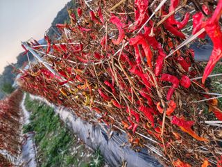 꽃순이네님의 고추 · 수확 작성글 사진