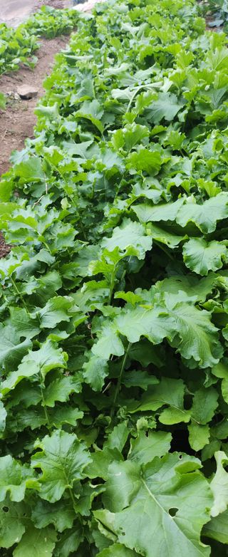 김삼철님의 자유주제 · 자유게시판 작성글 사진