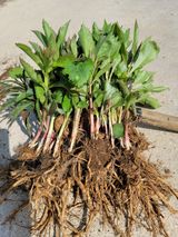 팜모닝 · 게시글 이미지